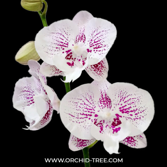 Phalaenopsis Fuller's Mulberry Orchid Plant - FF