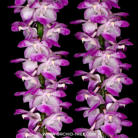 Aerides multiflora sp. - BS