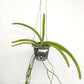 Aerides multiflora Sp. Orchid Plant - BS