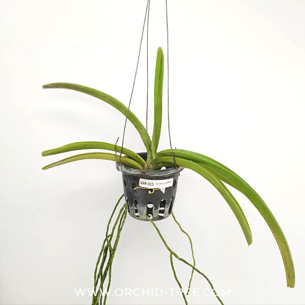 Aerides multiflora Sp. Orchid Plant - BS