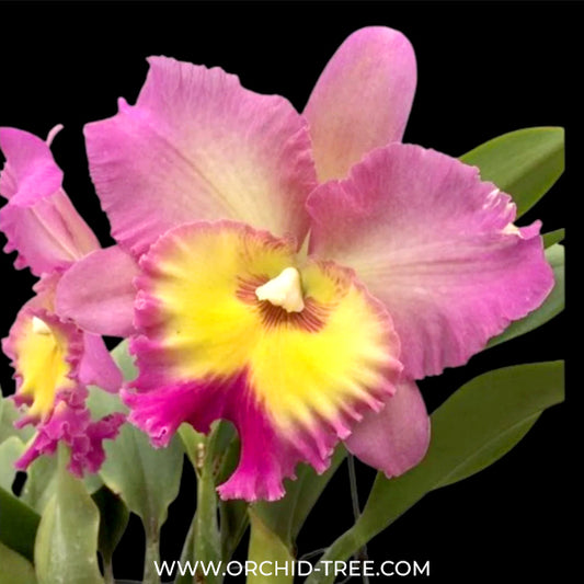 Cattleya (Rlc.) Nakornchaisri Pink Orchid Plant - BS