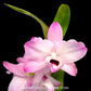 Dendrobium Nobile Napori Orchid plant - BS - Buy Orchids Plants Online by Orchid-Tree.com