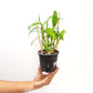 Dendrobium Nobile Napori Orchid plant - BS