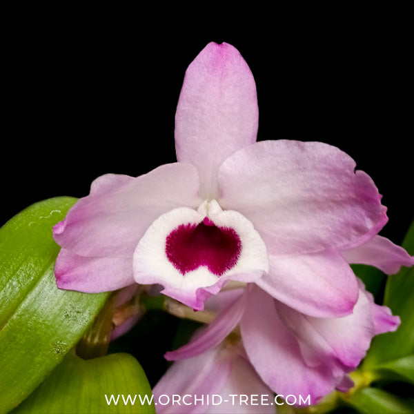 Dendrobium Nobile Napori Orchid plant - BS - Buy Orchids Plants Online by Orchid-Tree.com