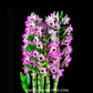 Dendrobium Nobile Napori Orchid plant - BS