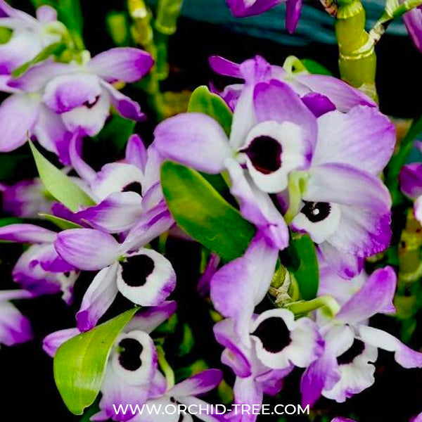 Dendrobium Nobile Napori Orchid plant - BS
