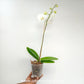 Phalaenopsis Navigator Orchid Plant - FF
