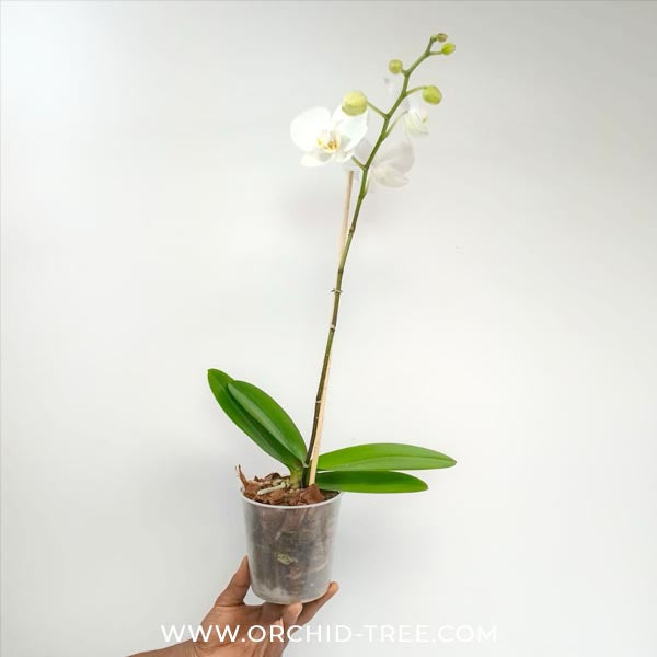 Phalaenopsis Navigator Orchid Plant - FF