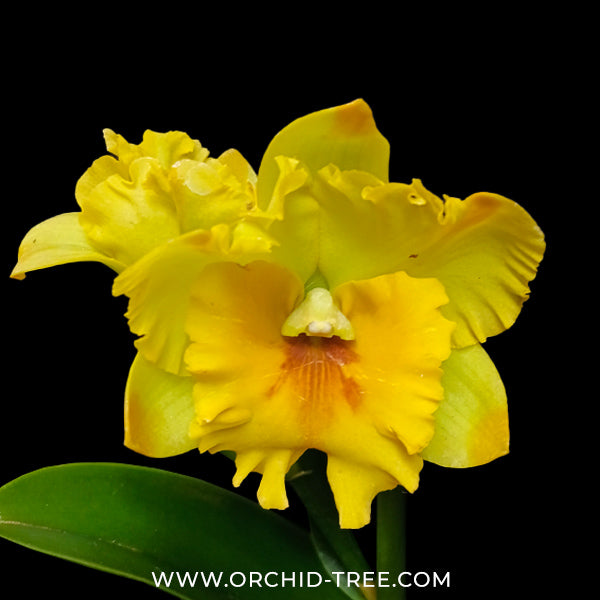 Cattleya (Rlc.) Nell Hammer 'Payom' Orchid Plant - BS - Buy Orchids Plants Online by Orchid-Tree.com