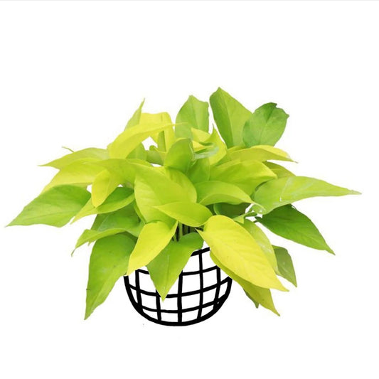 Money Plant Neon Hanging