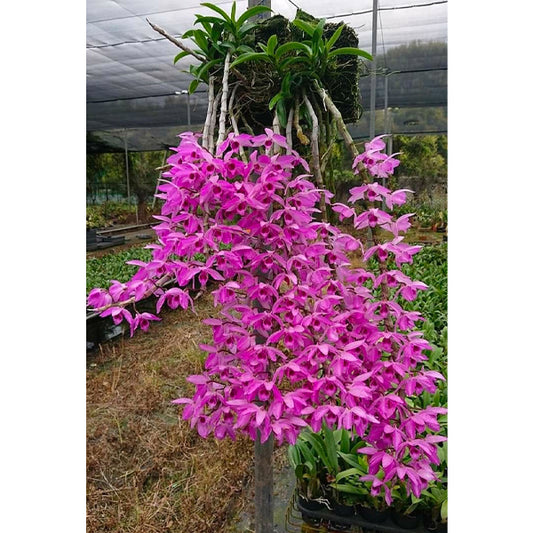 Dendrobium Nestor Orchid Plant - BS