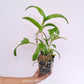 Cattleya (Ctt.) Netrasiri Dark Prince Orchid Plant - BS