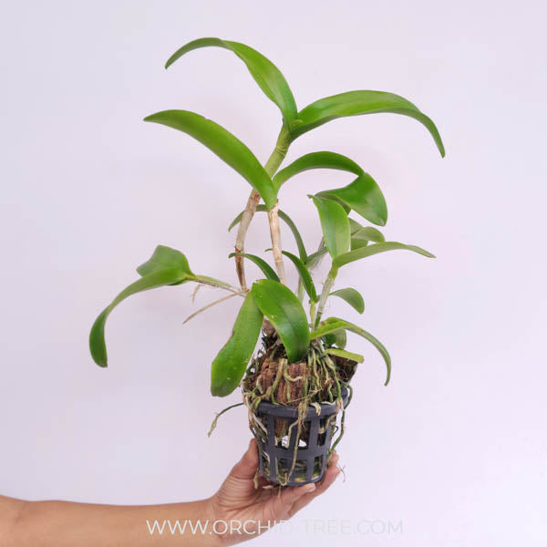 Cattleya (Ctt.) Netrasiri Dark Prince Orchid Plant - BS