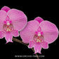 Phalaenopsis New Angel Orchid Plant - FF