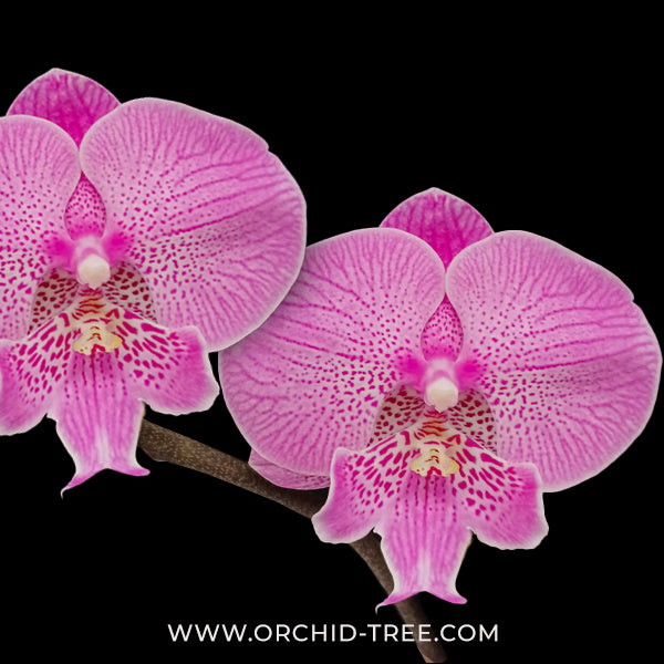 Phalaenopsis New Angel Orchid Plant - FF