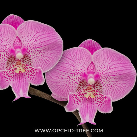 Phalaenopsis New Angel Orchid Plant - FF