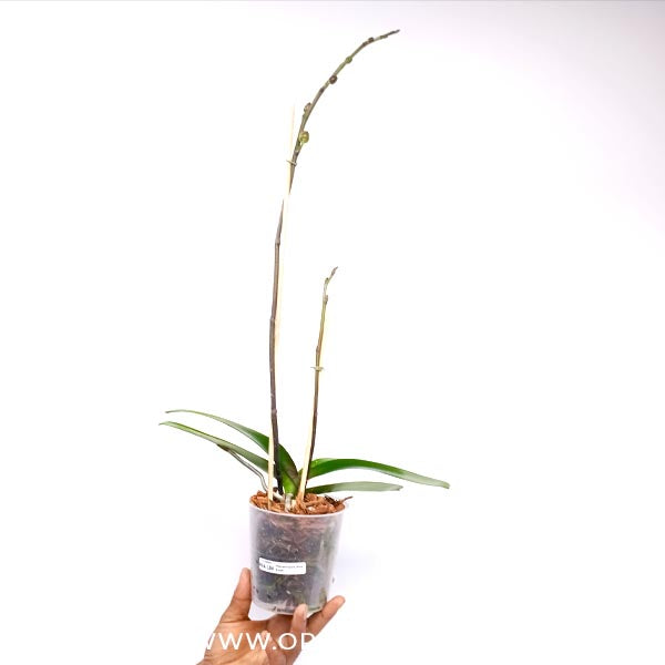 Phalaenopsis New Angel Orchid Plant - FF