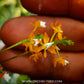 Grosourdya nitida sp. - BS