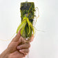 Grosourdya nitida sp. - BS