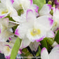Dendrobium ( Nobile ) Maloflake Hybrid Orchid Plant - BS