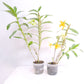 Dendrobium Nobile Combo Pack Of 2 - BS