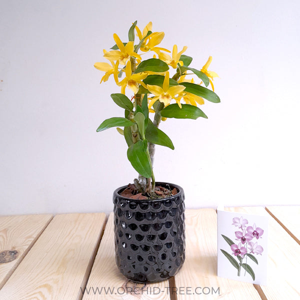 Sunshine Yellow Orchid Gift | Nobile Orchid