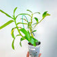 Dendrobium Nobile Pink Sp. - BS - Buy Orchids Plants Online by Orchid-Tree.com
