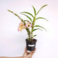 Dendrobium Yasuka Sugiyama Parade Orchid Plant - BS
