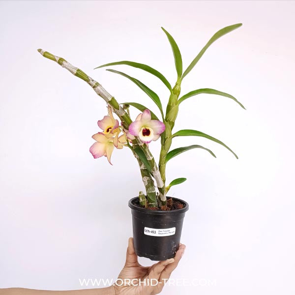 Dendrobium Yasuka Sugiyama Parade Orchid Plant - BS