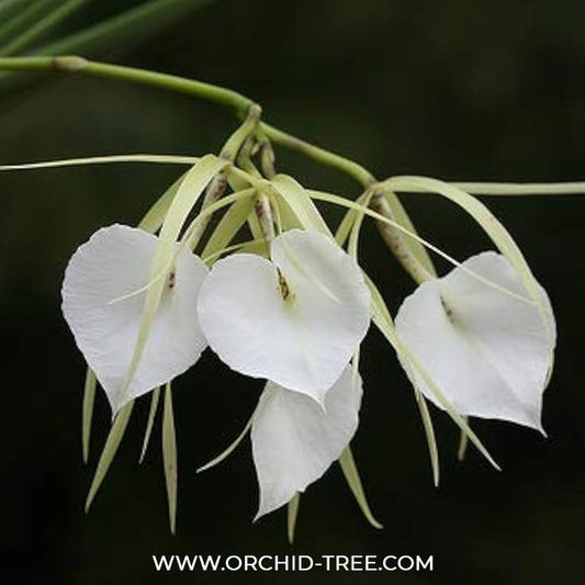 Cattleya (Br.) nodosa sp. Orchid Plant - BS