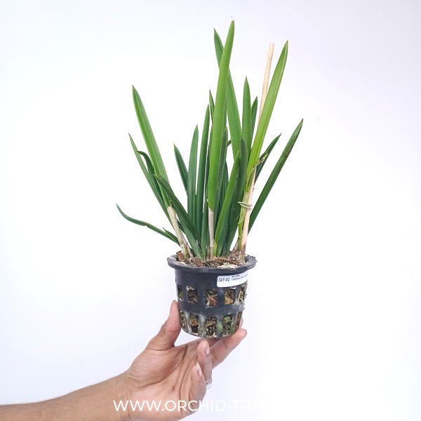 Cattleya (Br.) nodosa sp. Orchid Plant - BS
