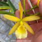 Cahuzacara Hsinying Naranja Orchid Plant - BS