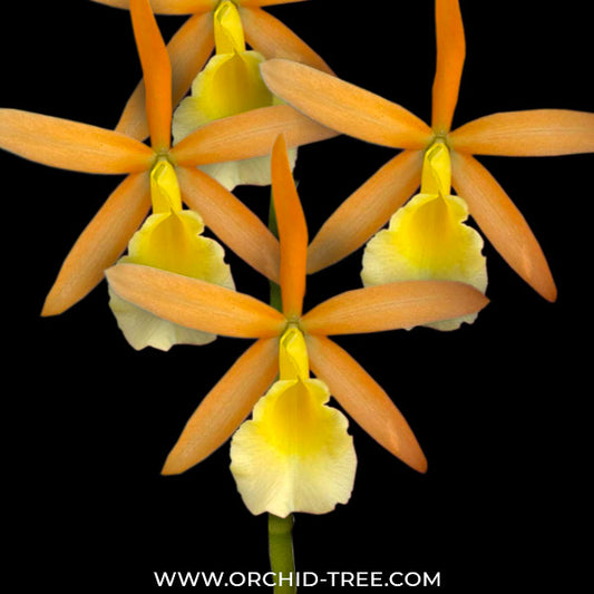 Cahuzacara Hsinying Naranja Orchid Plant - BS