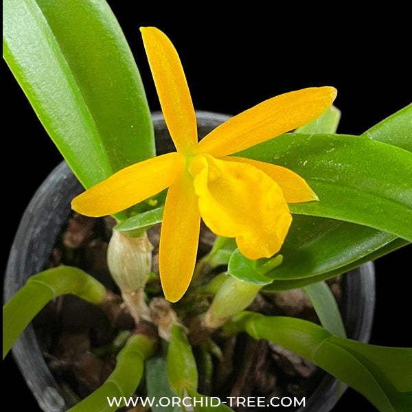 Cahuzacara Hsinying Naranja Orchid Plant - BS