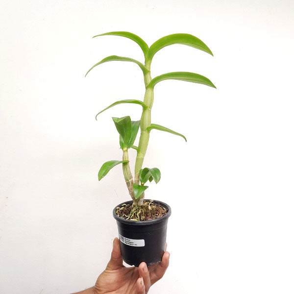 Dendrobium Sunshine Brown Orchid Plant - NBS