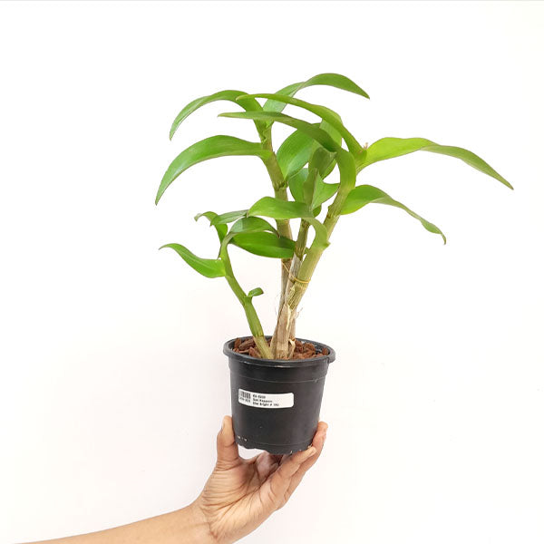 Dendrobium Nopporn Star Bright # 761 Orchid Plant - FF