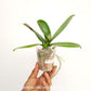 Phalaenopsis Nuon Pink Orchid Plant - FF - Buy Orchids Plants Online by Orchid-Tree.com