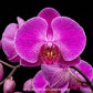 Phalaenopsis Nuon Pink Orchid Plant - FF - Buy Orchids Plants Online by Orchid-Tree.com