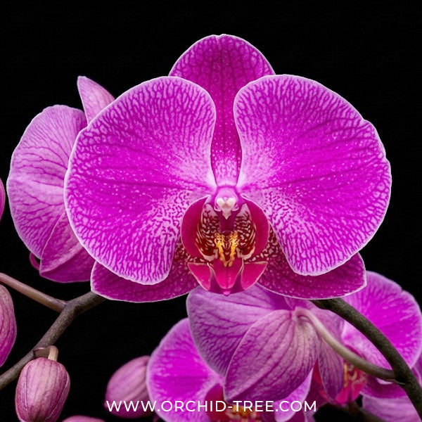Phalaenopsis Nuon Pink Orchid Plant - FF - Buy Orchids Plants Online by Orchid-Tree.com