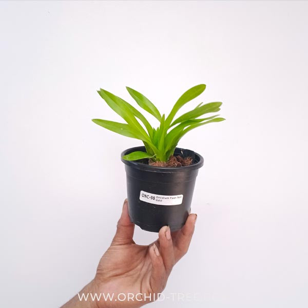 Oncidium Yuan Nan Gold Orchid Plant - MS - Buy Orchids Plants Online by Orchid-Tree.com