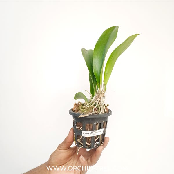 Oncidium (Tricocentrum)Hawaiian Champion x Oncidium Josephine Orchid Plant - BS - Buy Orchids Plants Online by Orchid-Tree.com