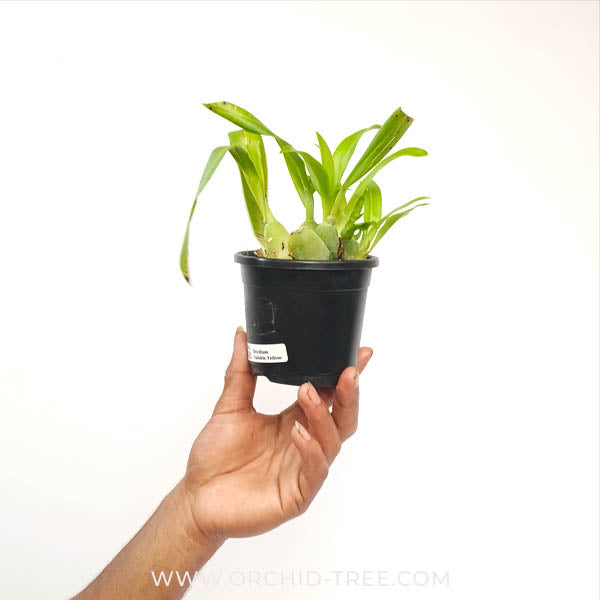 Oncidium Twinkle Yellow Orchid - BS - Buy Orchids Plants Online by Orchid-Tree.com