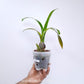 Brassidium Shooting Star Orchid Plant - MS