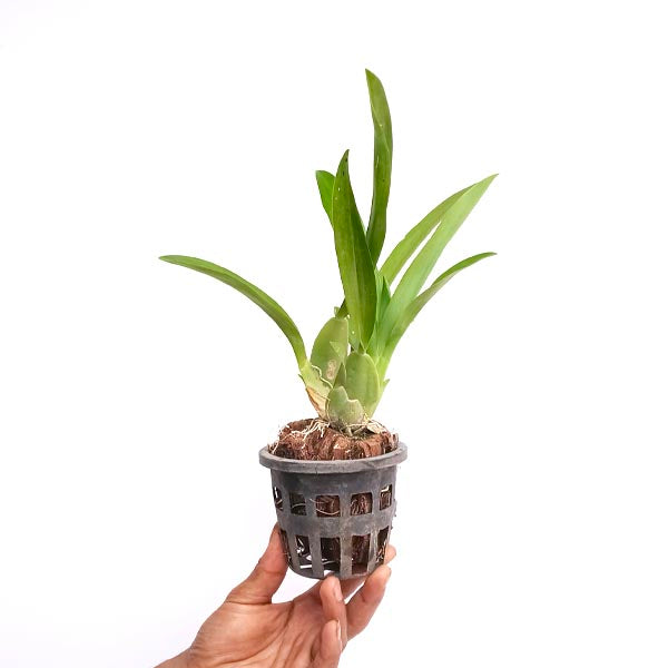 Oncidium Jairak Fragrance Orchid Plant - BS