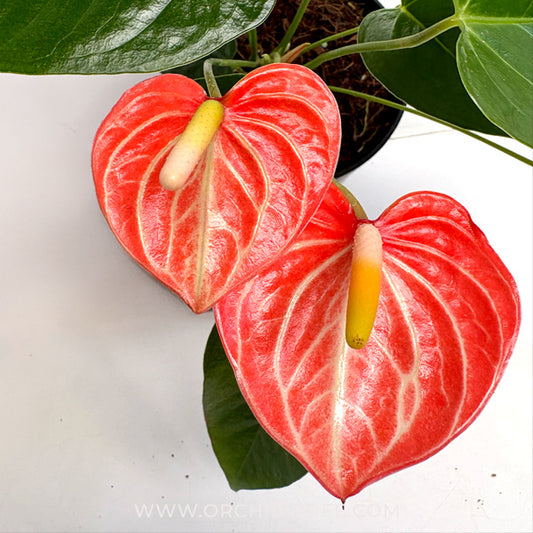 Anthurium Livium Orange - FF