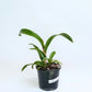 Cattleya Bc. Yu-Tung Star Orchid Plant - BS
