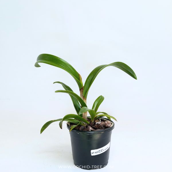 Cattleya Bc. Yu-Tung Star Orchid Plant - BS