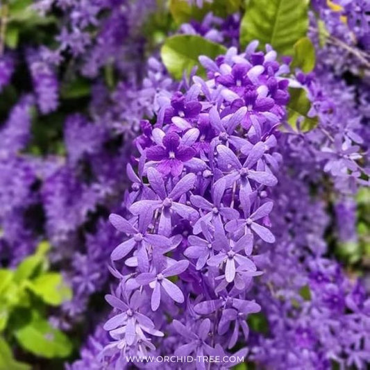 Petria Blue - Buy Orchids Plants Online by Orchid-Tree.com