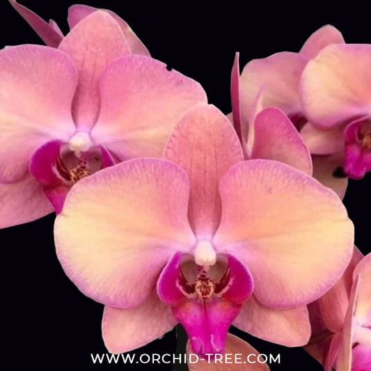 Phalaenopsis OX Wedding Dress Orchid Plant - FF