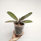 Phalaenopsis OX Black Face Orchid Plant - FF